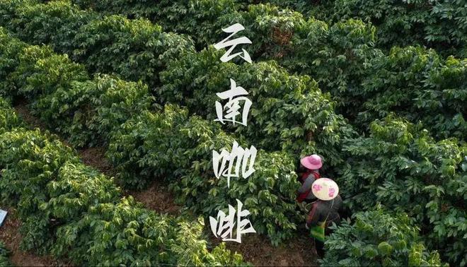 彩云之南的馥郁传奇不朽情缘云南咖啡：(图12)